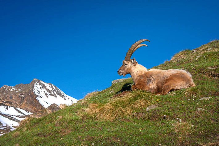 (Gran Paradiso National Park, Italy)