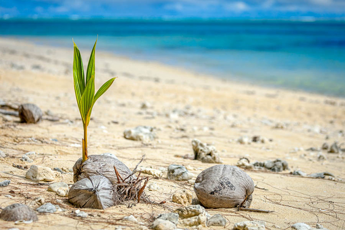 (Aitutaki - Cook Islands)