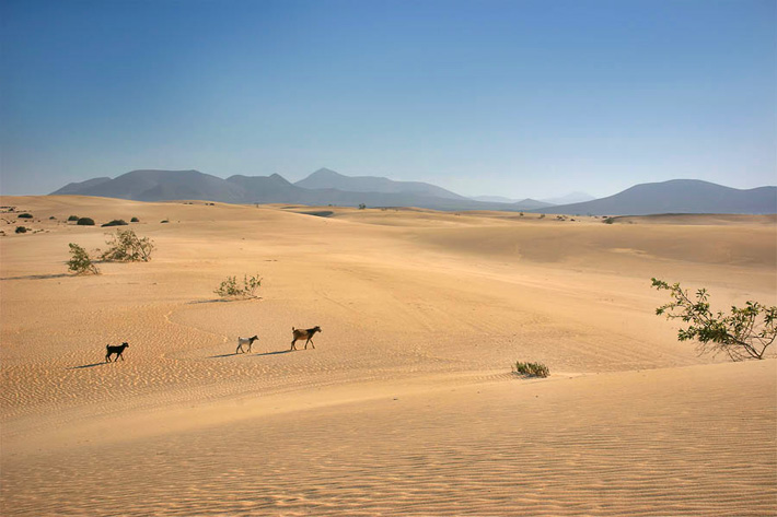 (Fuerteventura, Canary Islands - Spain)